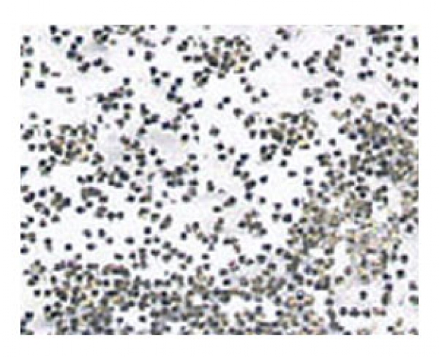 Glimmer 900-52  silber-grob